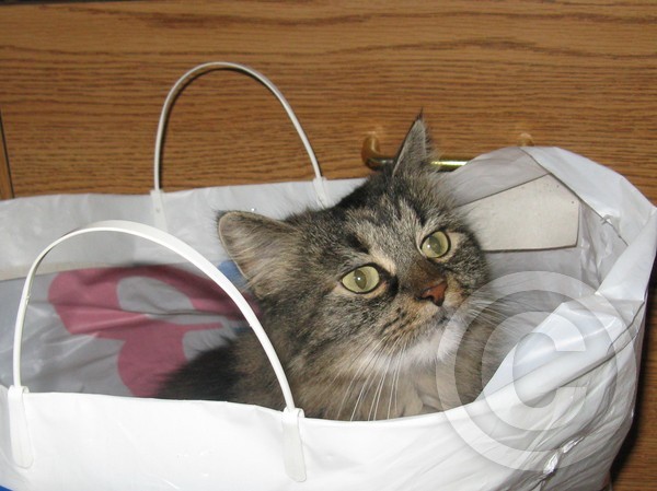 teddybag
