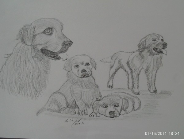 The Labradors Family
