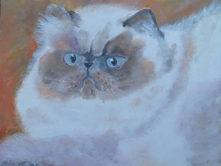 Skeptical cat