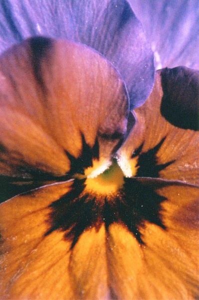 Jump-Up, Close-Up
