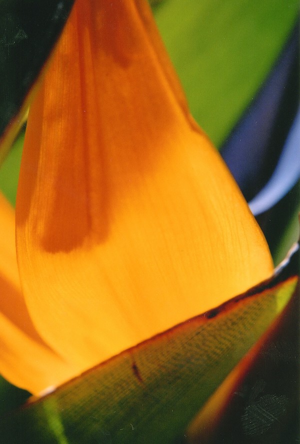 Bird of Paradise
