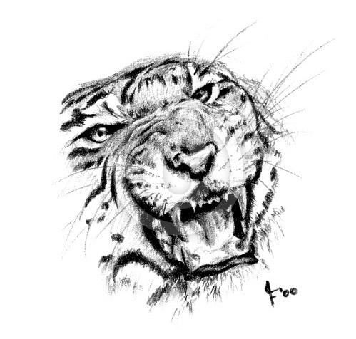 Tiger drawing