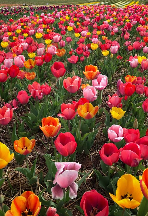 Prince William Tulips 