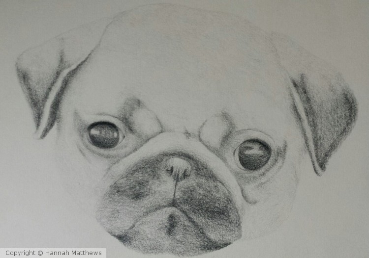 Pug Portrait