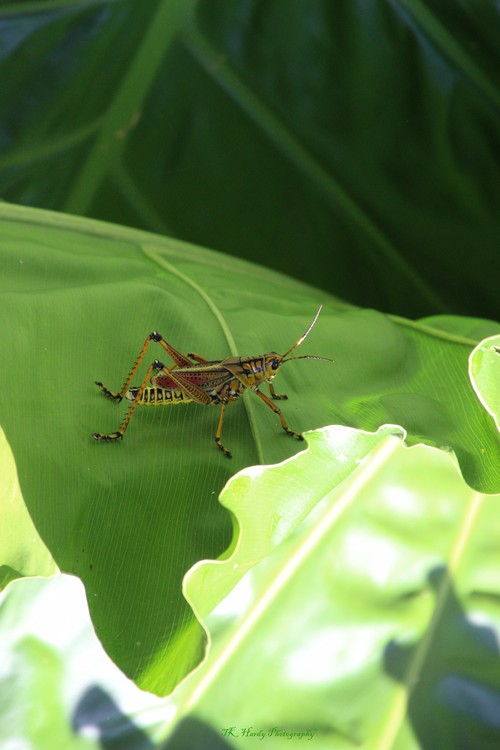 Grasshopper