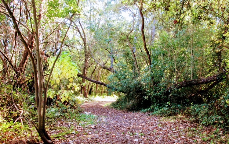 Sacramento Patch of Woods