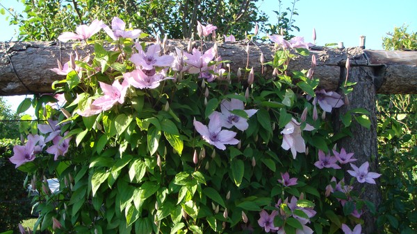 Clematis huge