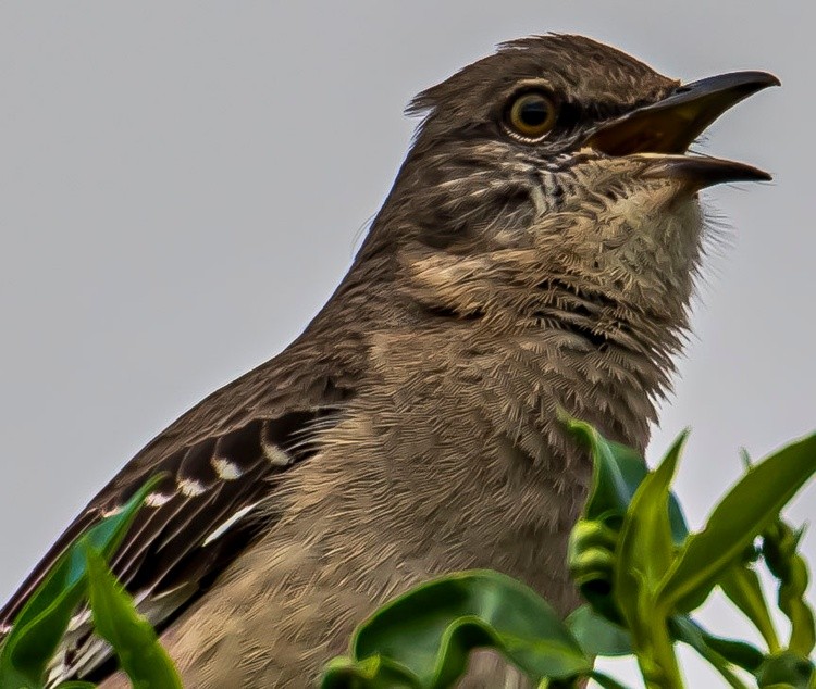 Songbird - March 3  2026