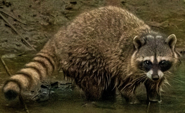 Raccoon in Alhambra Creek - July 25 2026