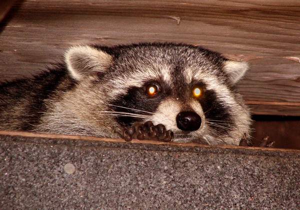 Rocky Raccoon