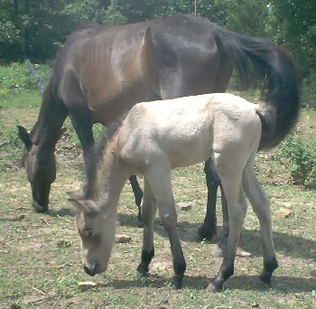Shadow and Stormy