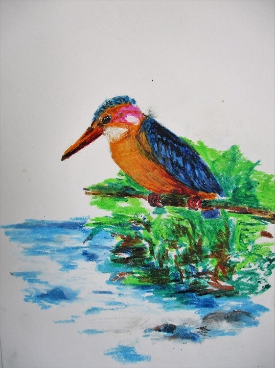 African Pygmy Kingfisher