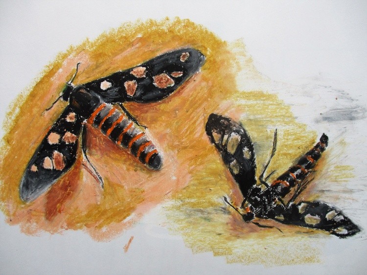 Wasp moth (Amata huebneri)