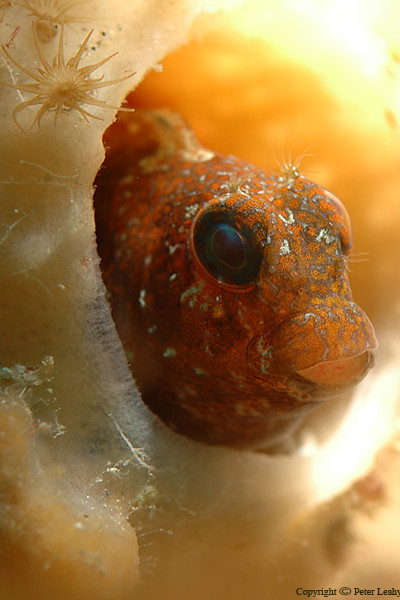 Macro of a Barred Blenny