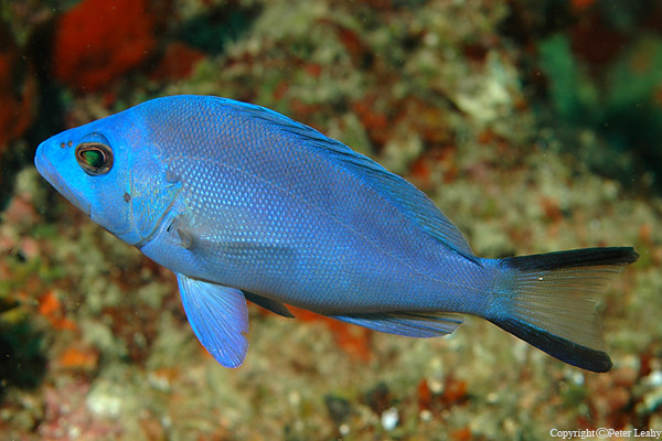 Blue Hamlet