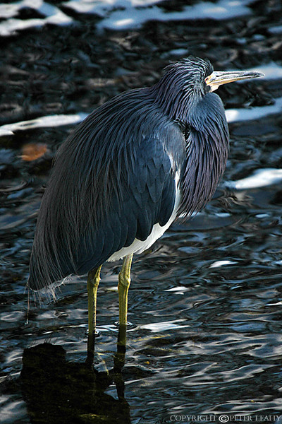 Little Blue Heron