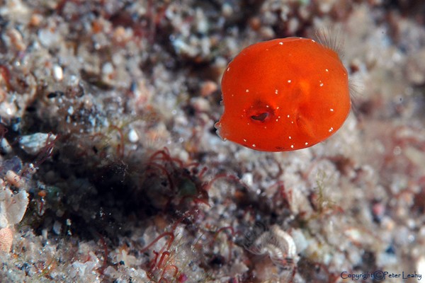 Little Orange Ball