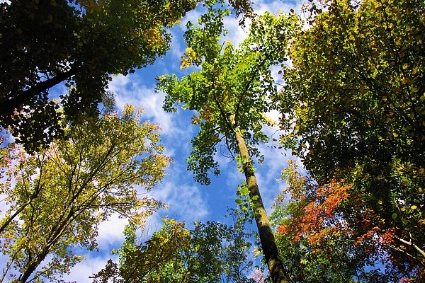 Tall Trees