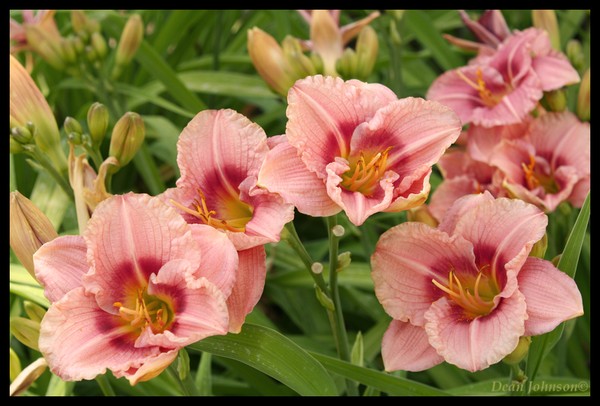 Lilly Quartet
