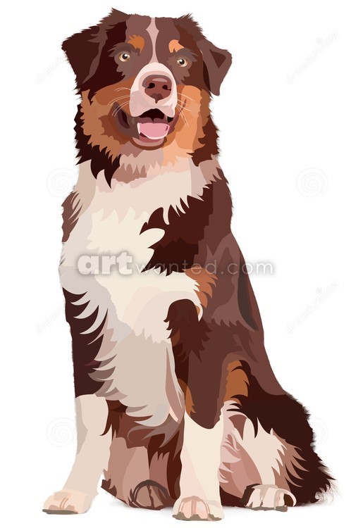 Australian Shepherd