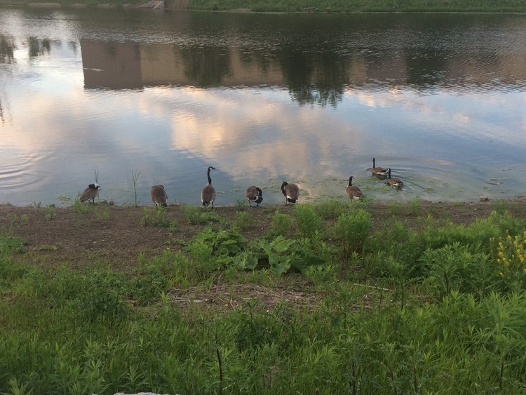 Geese