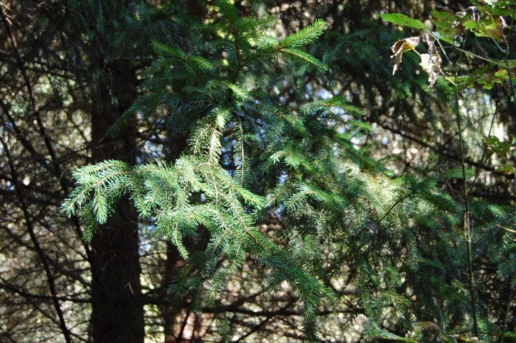 Pine