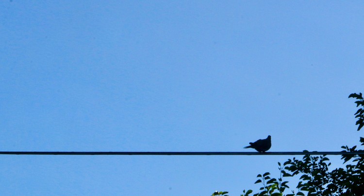 Bird on a Wire