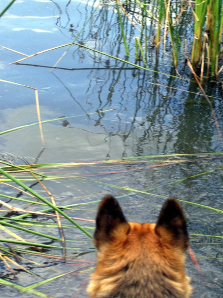 DogDaze