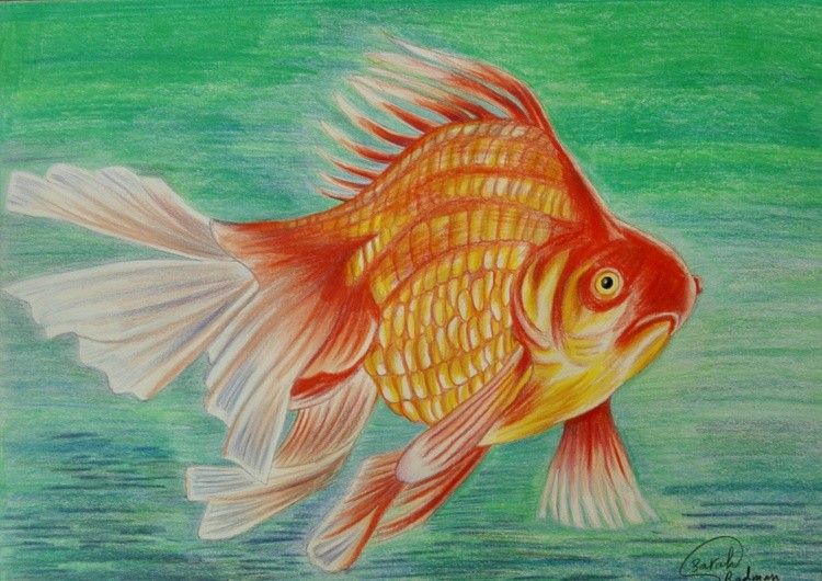 Red fish