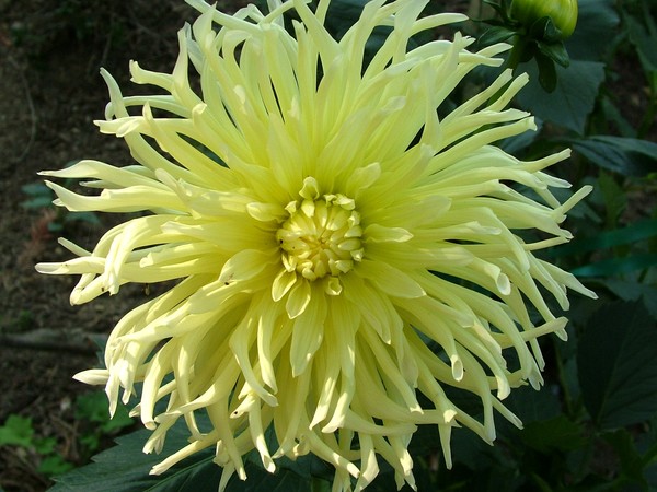 MY SUMMER FLOWER