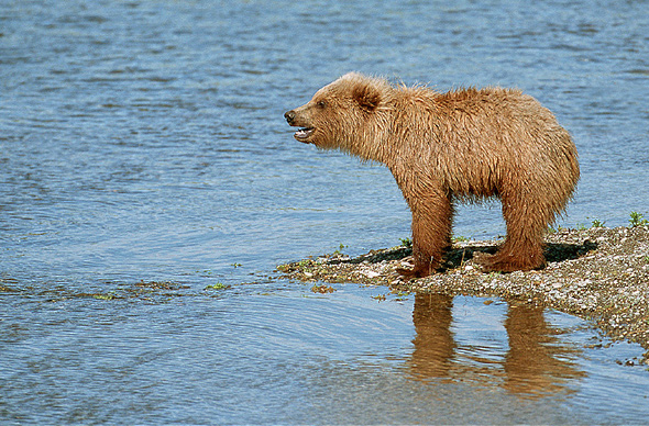 Cry for Mother Bear.