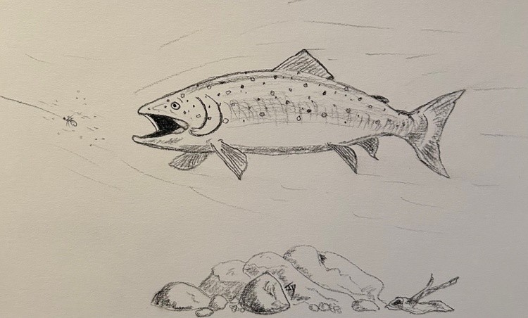 Trout in pursuit