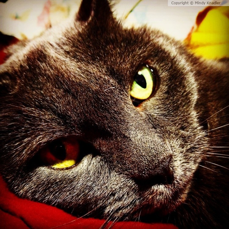 Jordon cat
