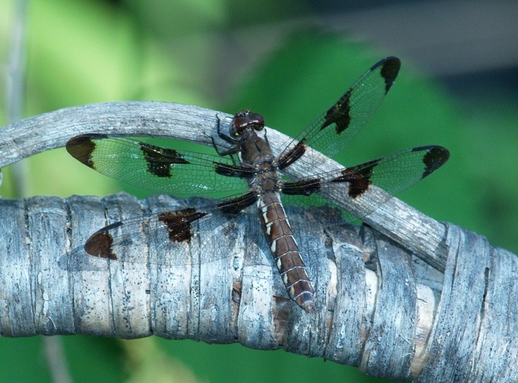 12 Spot Dragonfly on basket handle