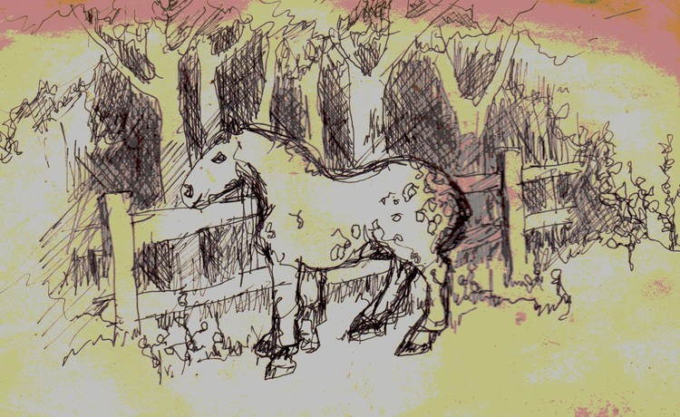 dapple horse sketch
