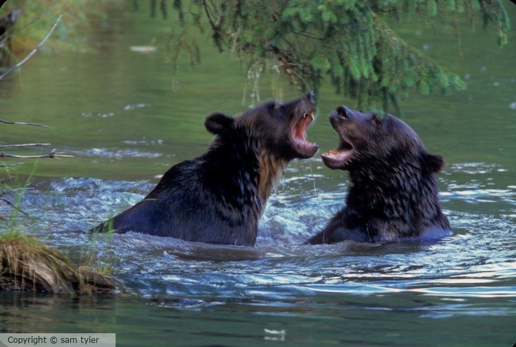 McNeil River Bear  14-17-40-97