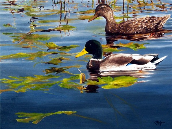 Cruising The Refuge - Mallards