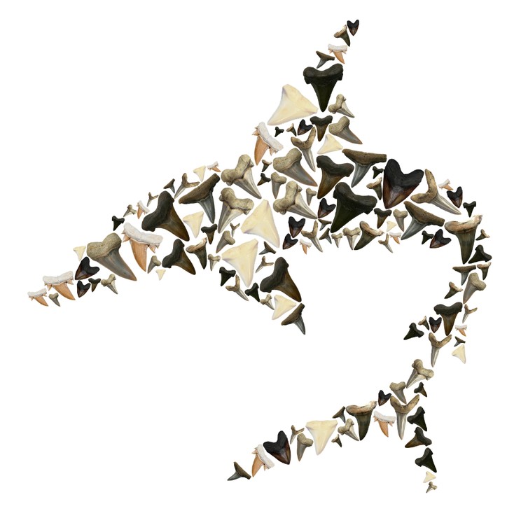 Shark Teeth