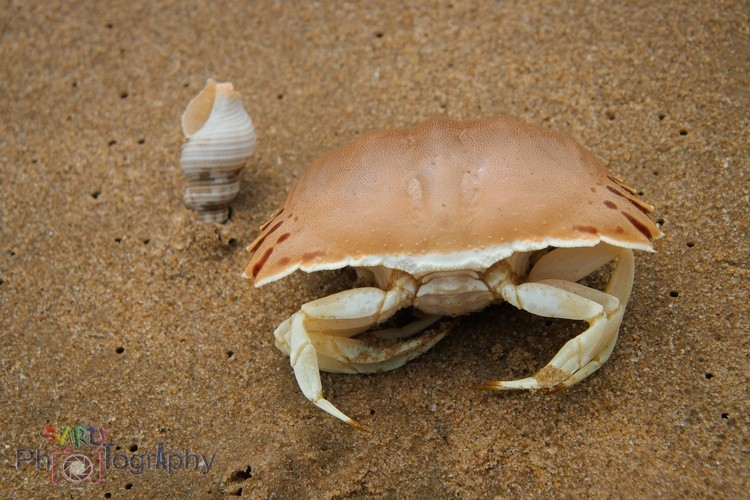 beach crab