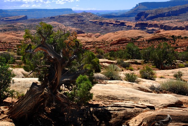 Utah Desert