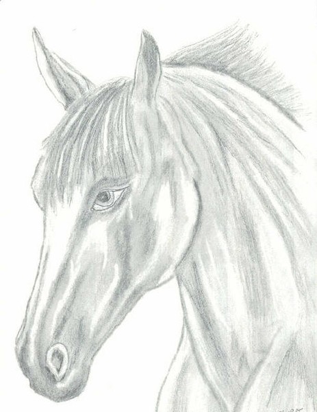 Beauty of the horsehead