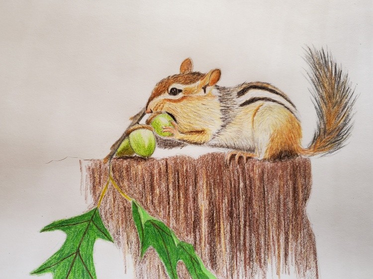 Chipmunk