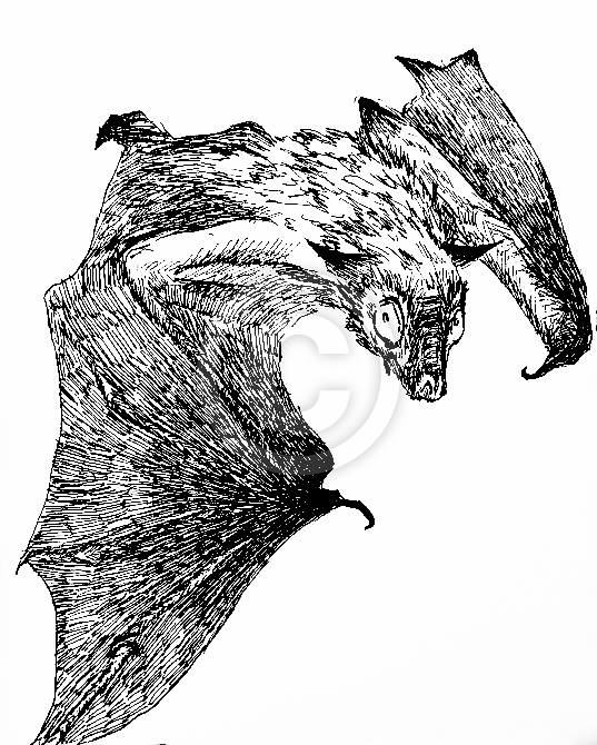 bat