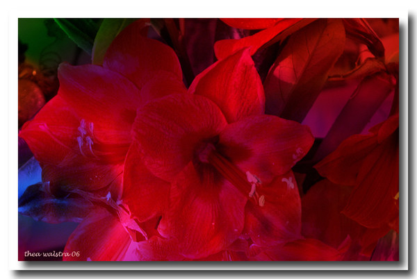 Holidays red