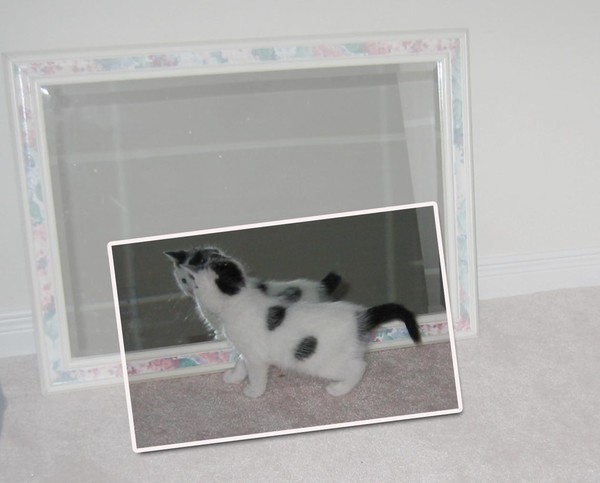 New Kitten