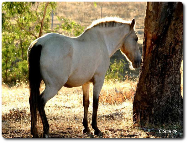 Old Man Horse