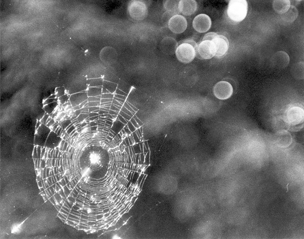 Shattered web