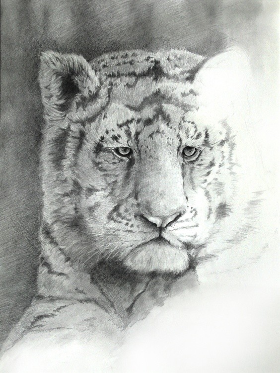 Young Tiger