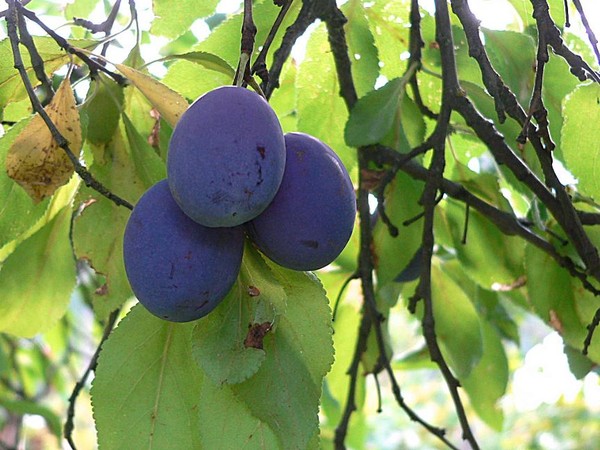 Prune Plums