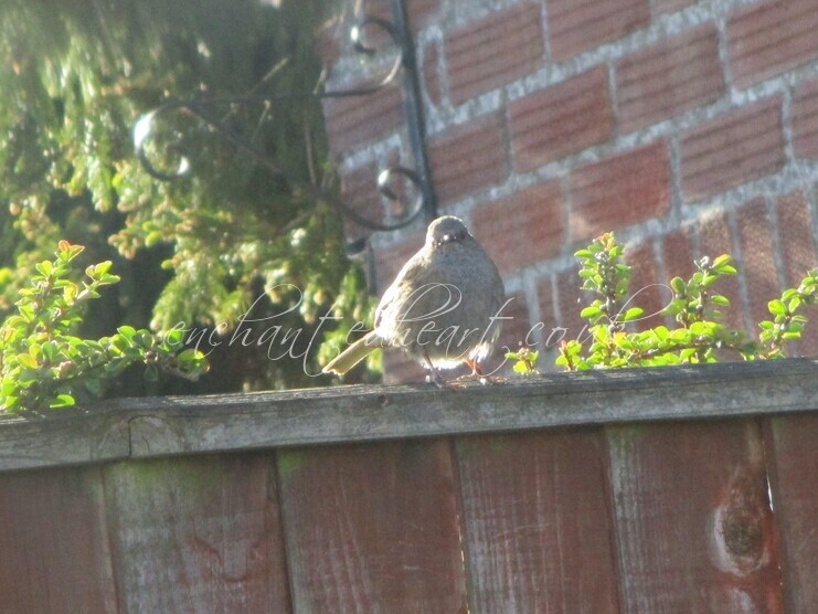 Dunnock on Fence